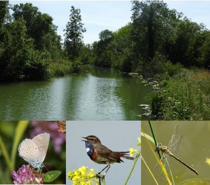 La biodiversité à Ballon